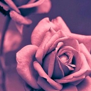 Meet your Posher, Arianna